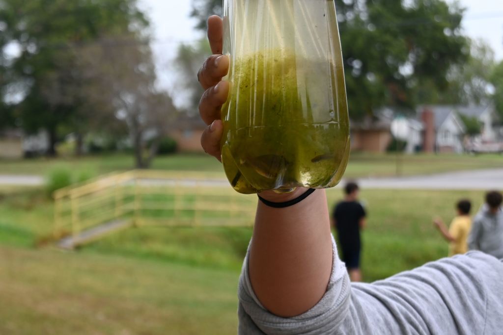 Minnows swim inside a container with some moss.