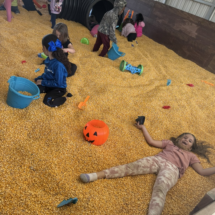 pumpkin patch