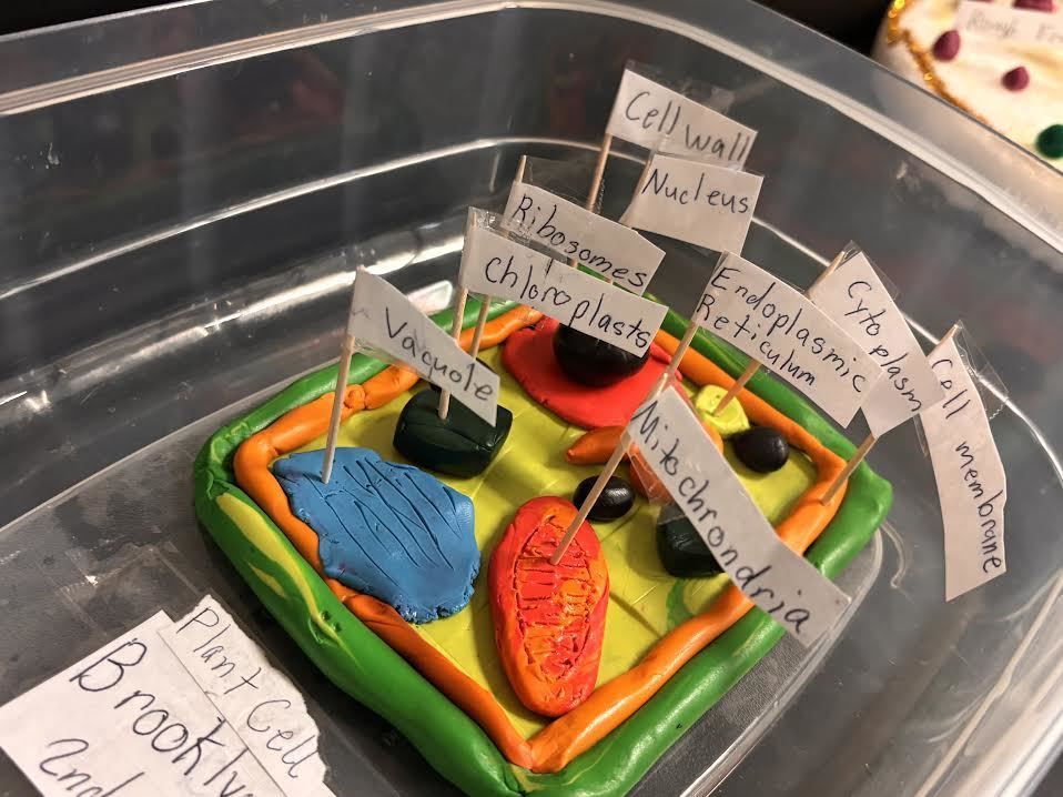 A students cell model made with modelling clay