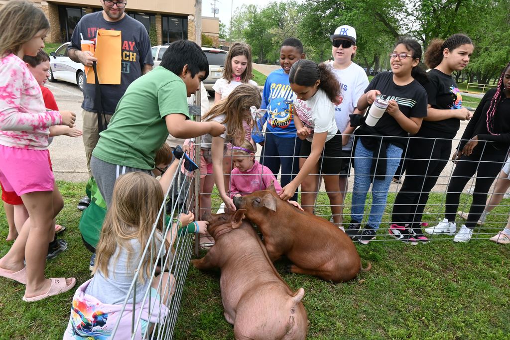 Studetns pet a couple of show pigs.