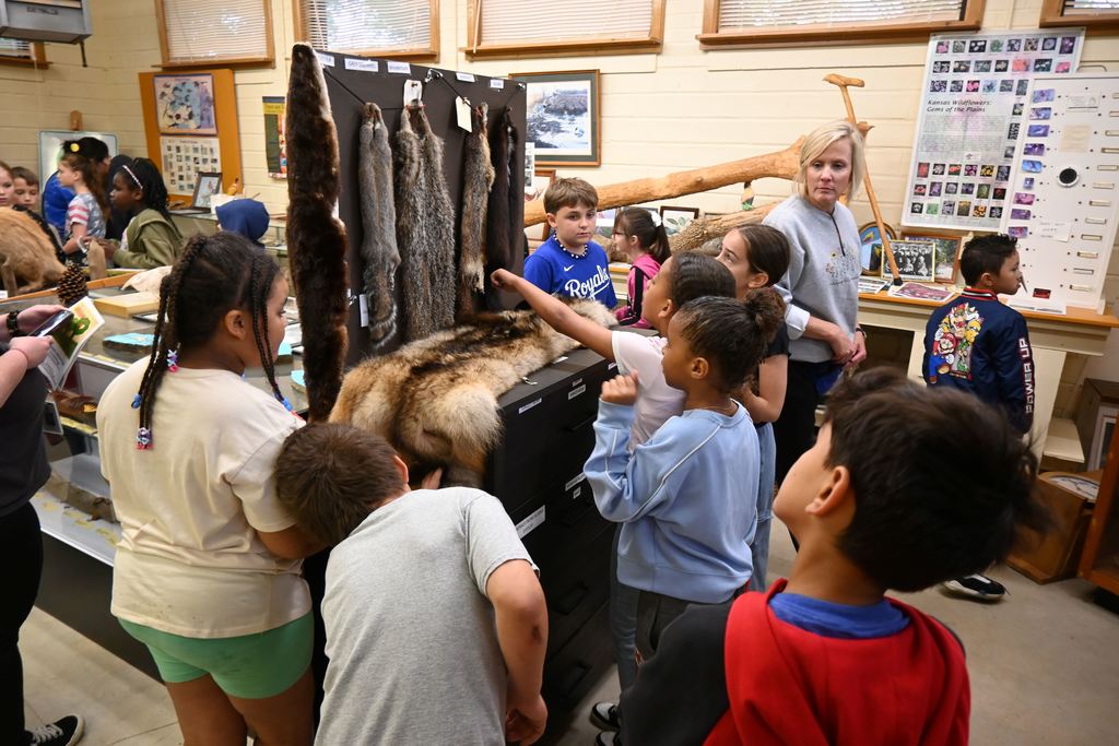 Students check out all the different pelts from Kansas animals.