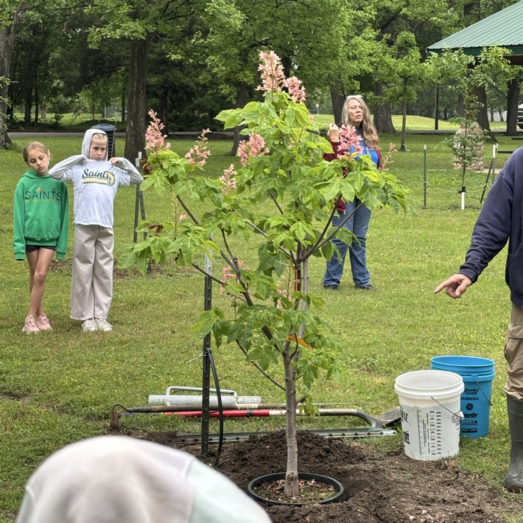 Arbor Day tree planting