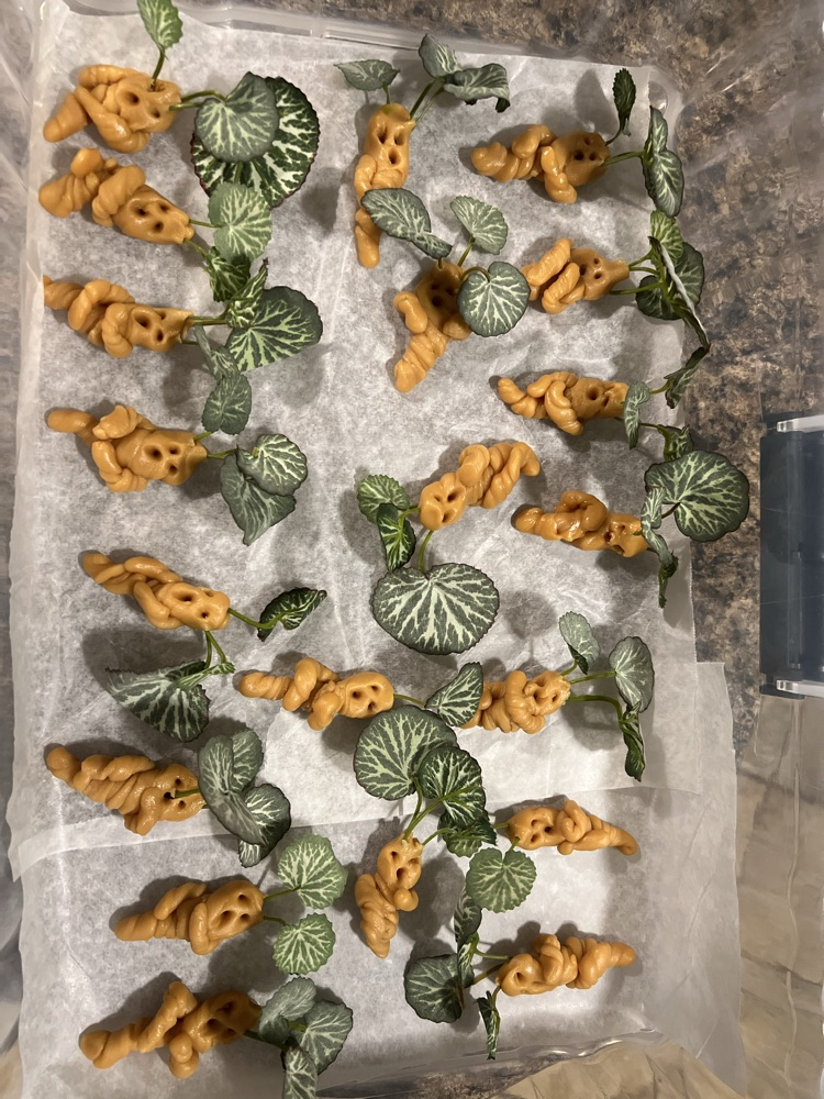 mandrake 