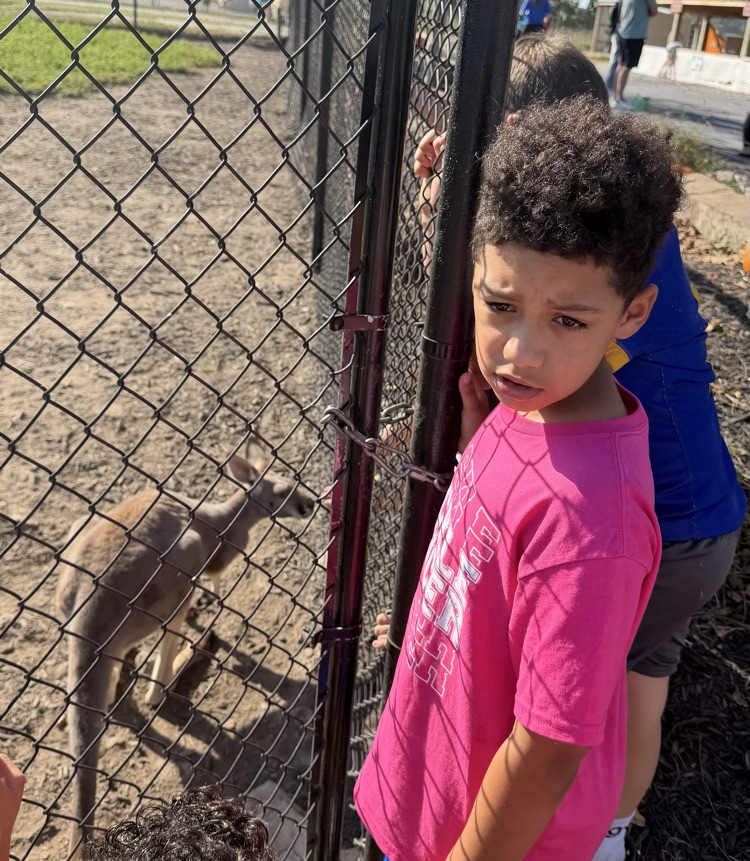 Wildlife Safari