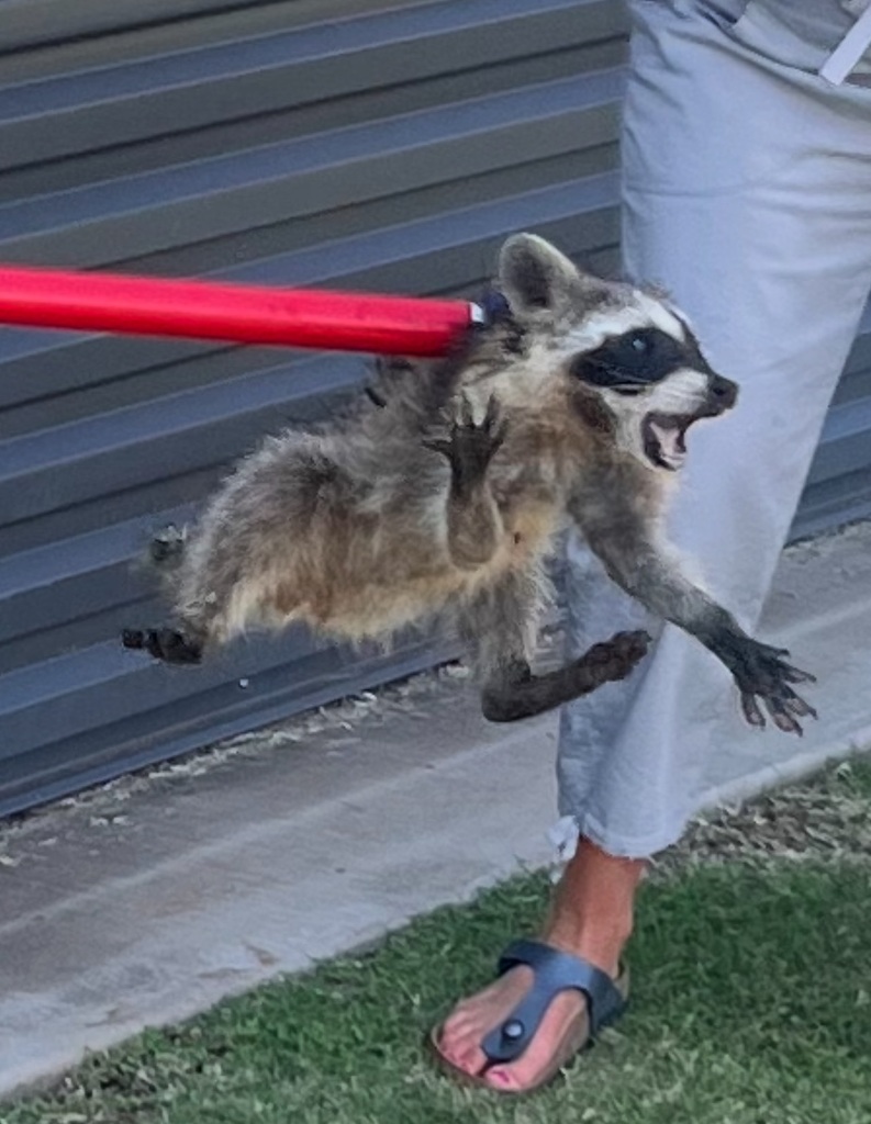 animal control