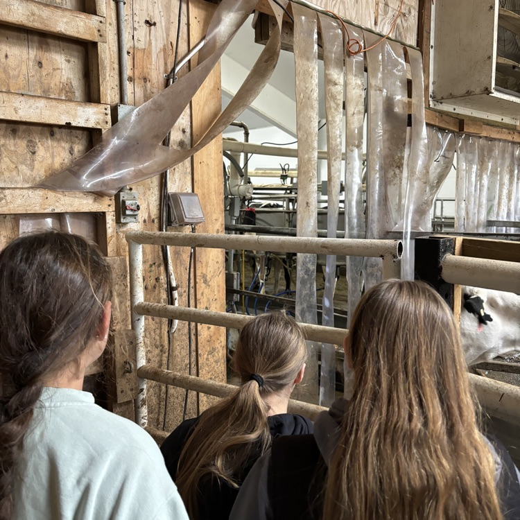 Watching cows get milked