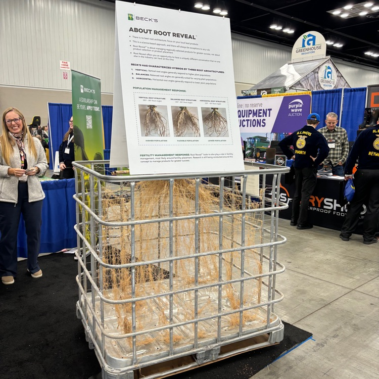 corn root from Becks seed