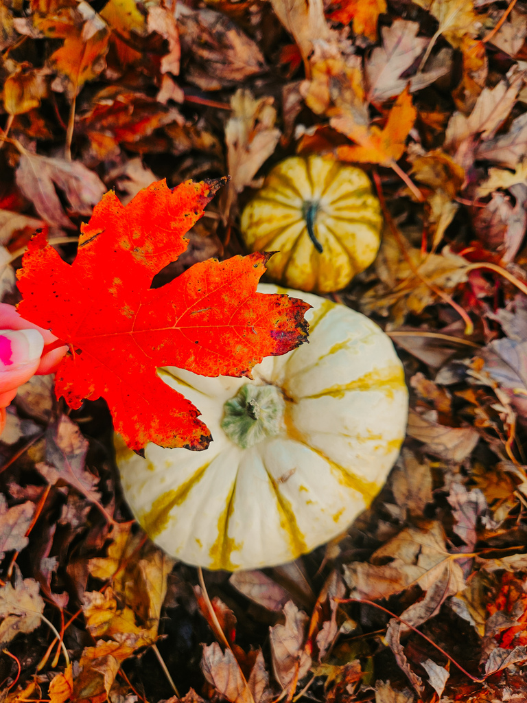Fall picture with leaves and pumpkins