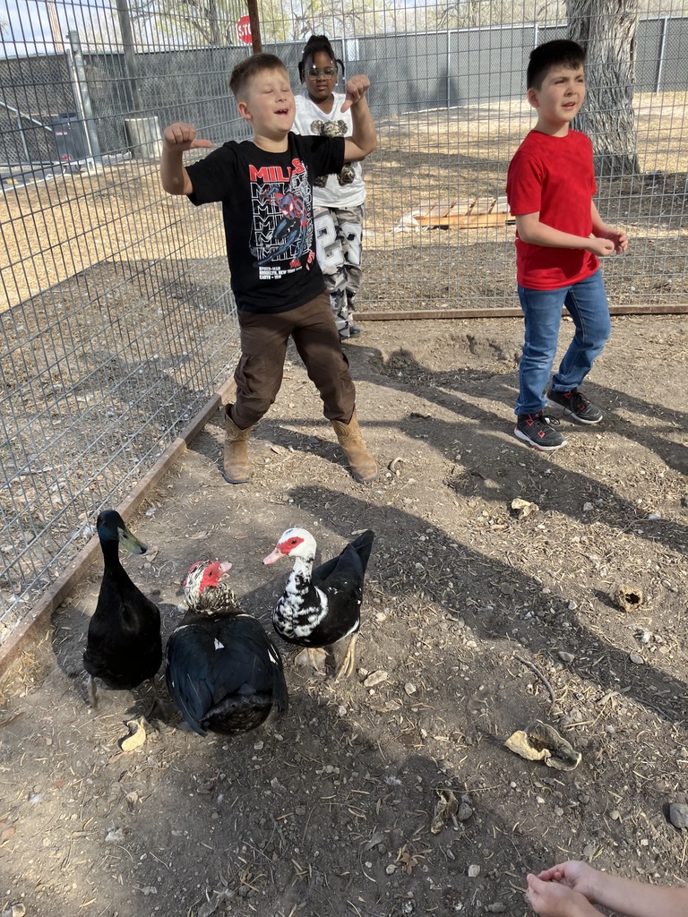 2nd Graders feeding chickens