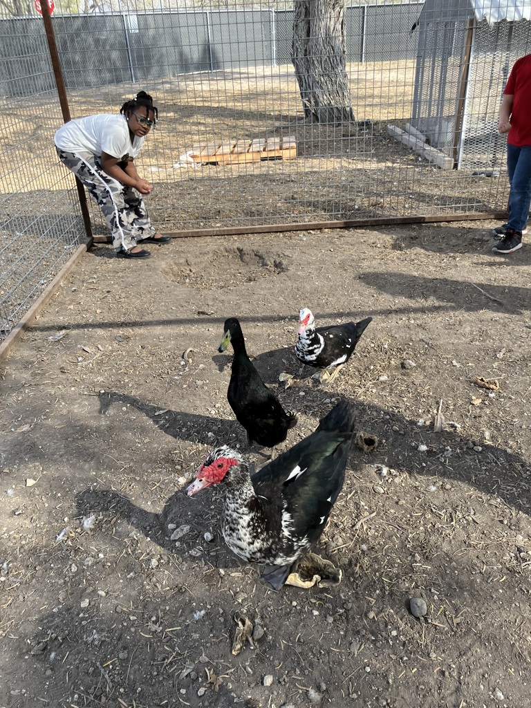 2nd Graders feeding chickens