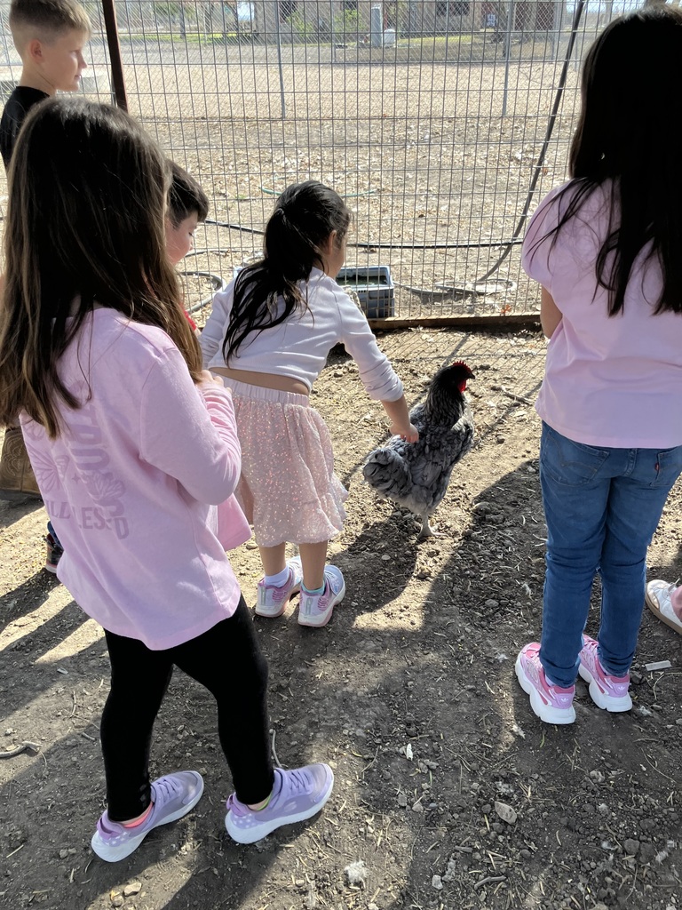 2nd Graders feeding chickens2nd Graders feeding chickens