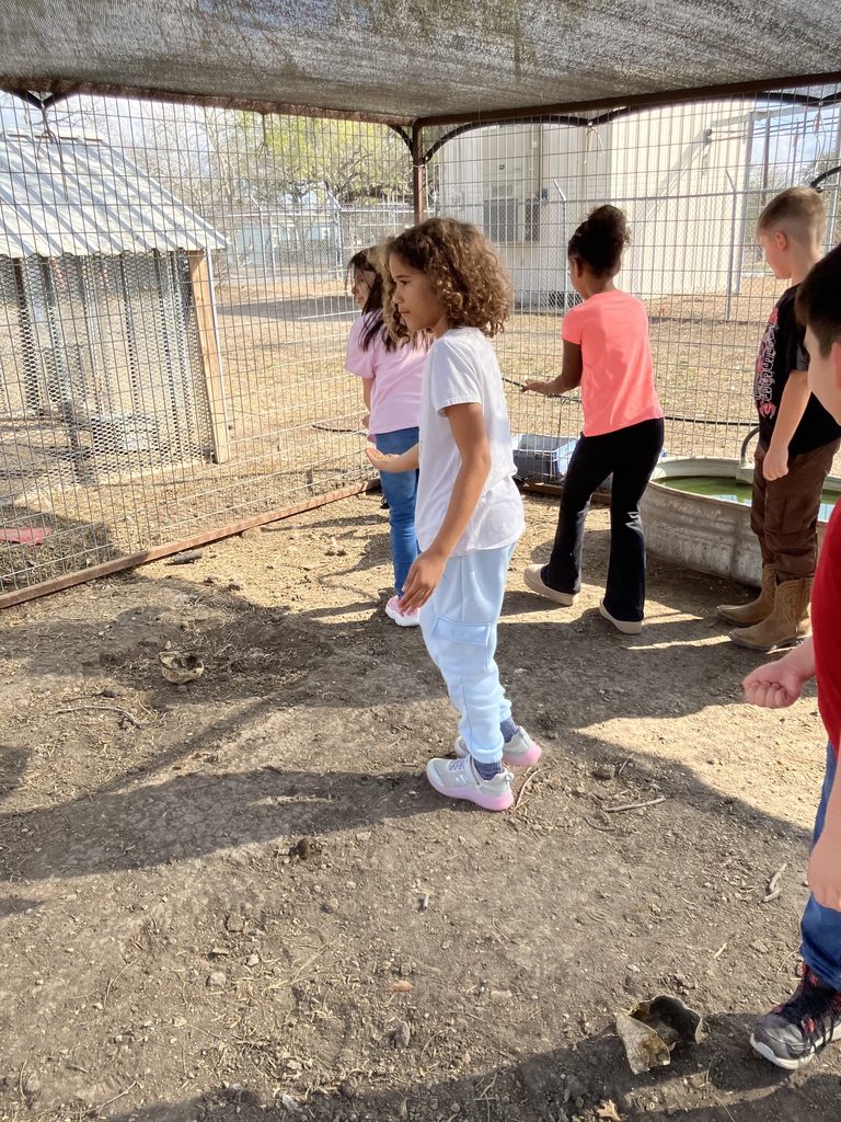 2nd Graders feeding chickens