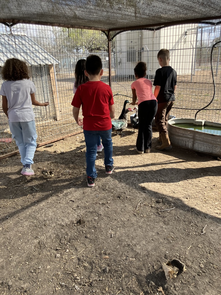 2nd Graders feeding chickens