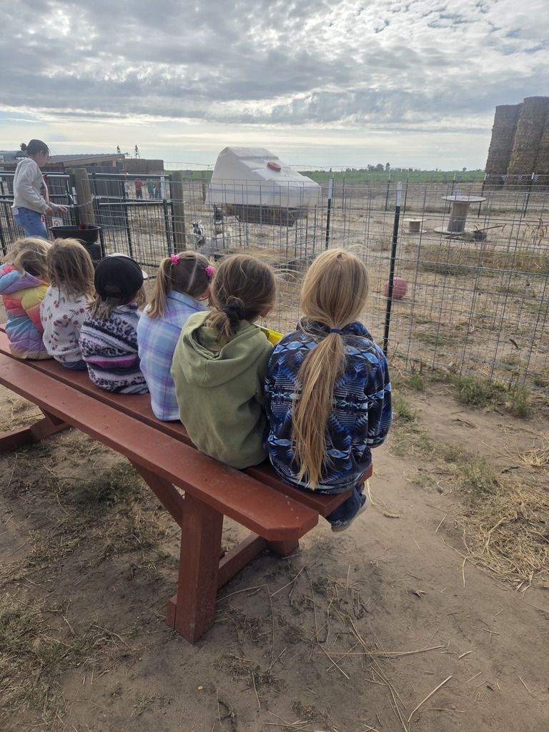 The third and fourth graders watched the goat races