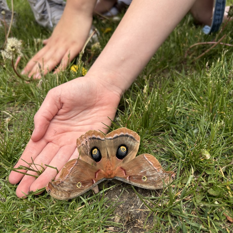 moth