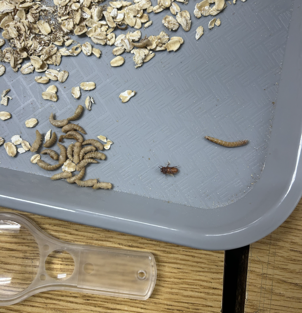 Life Cycle Exploration