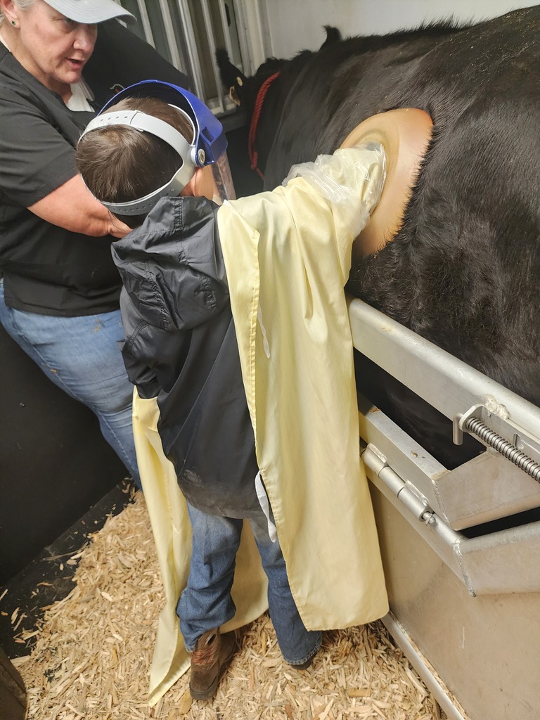 Students were able to reach inside a bovine to learn about ruminants.