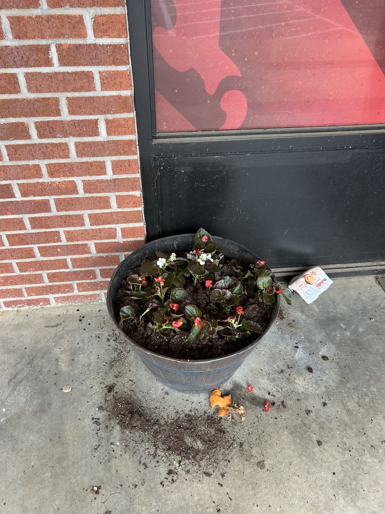 Students planting flowers