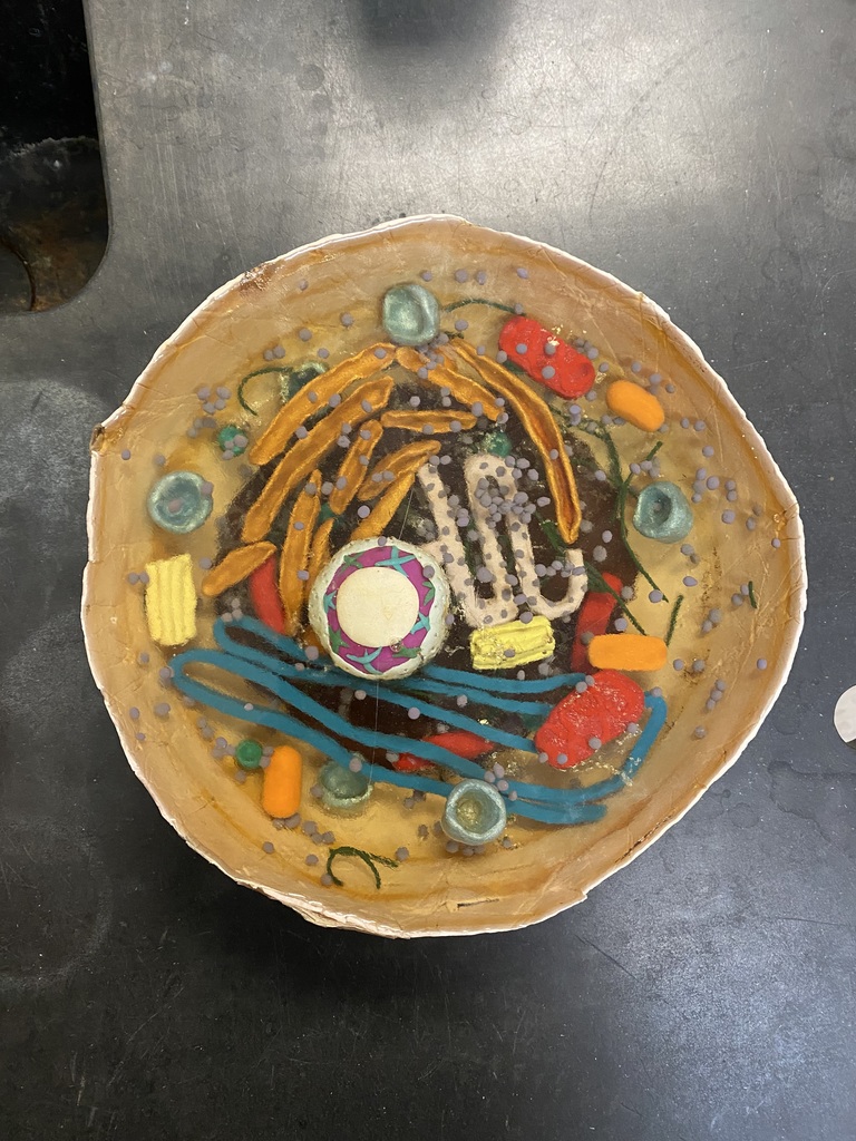 Commercial-made cell model