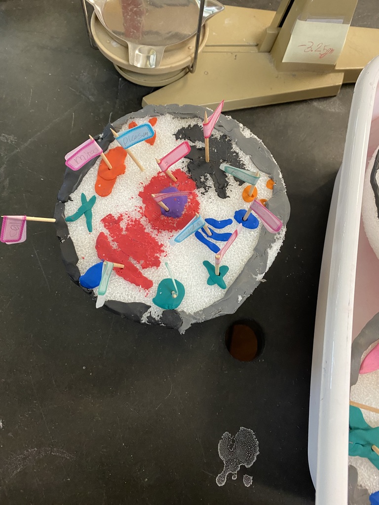 Student-made cell model
