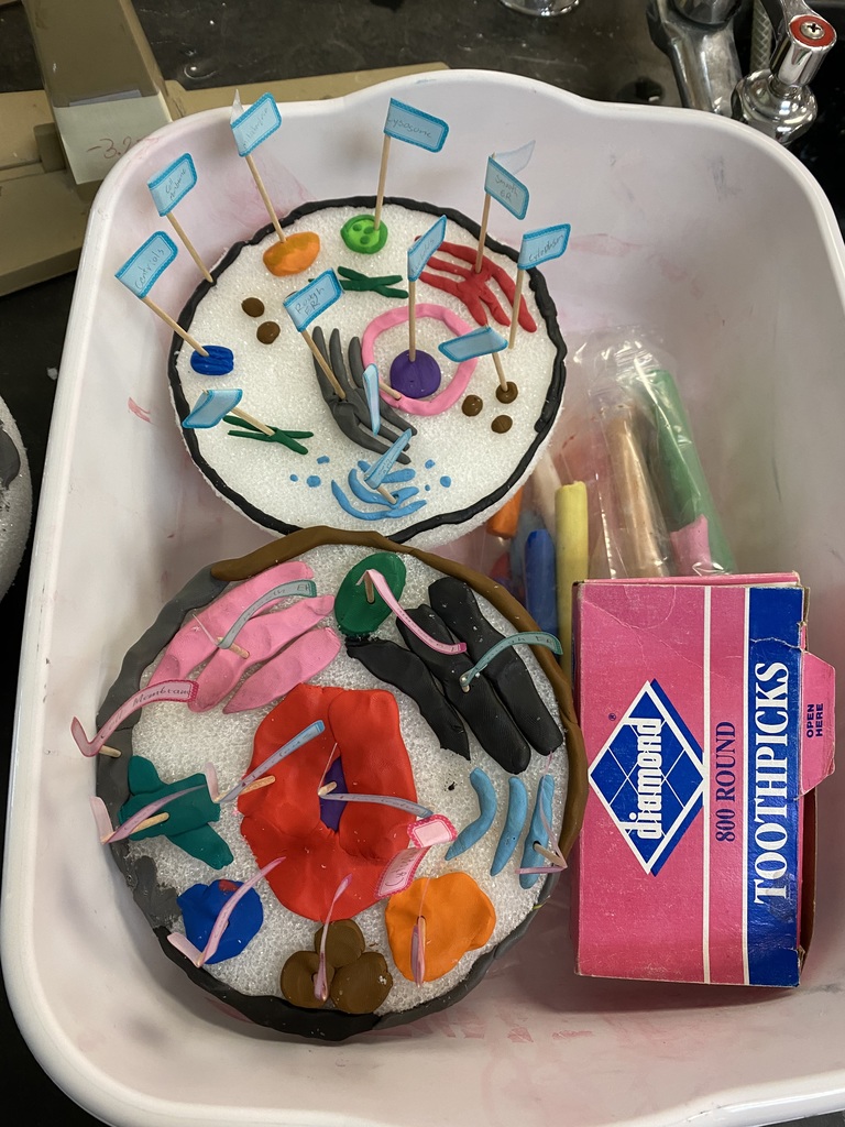 Student-made cell model