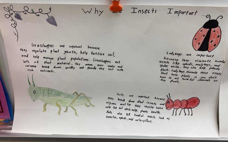 Cale Gossen insect choice board