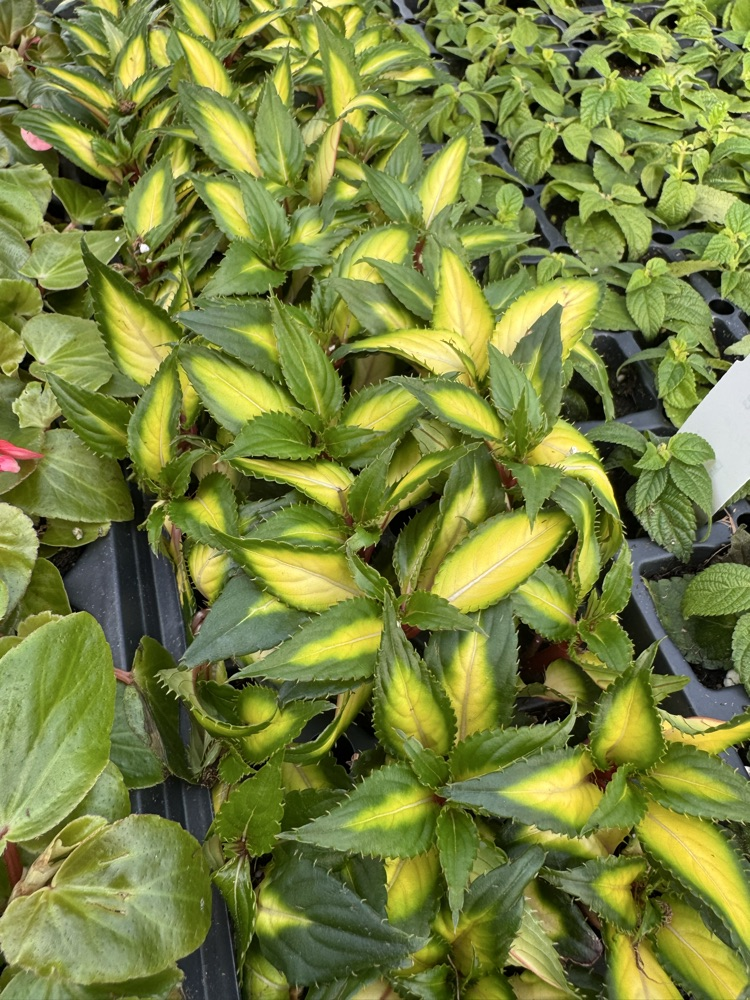 plant plugs on table