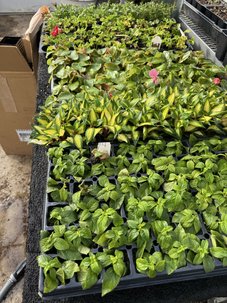 plant plugs on table