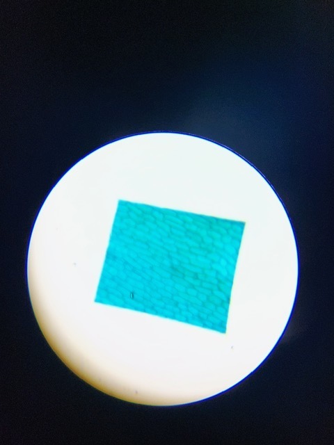 Bibbs Life Science Classes