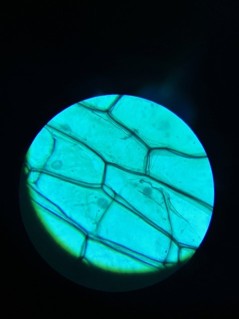 Bibbs Life Science Classes