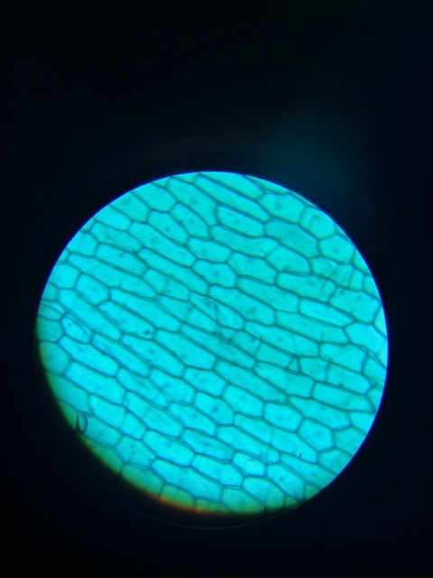 Bibbs Life Science Classes