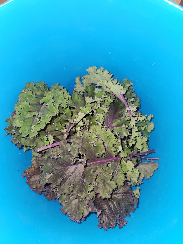 kale in a bowl