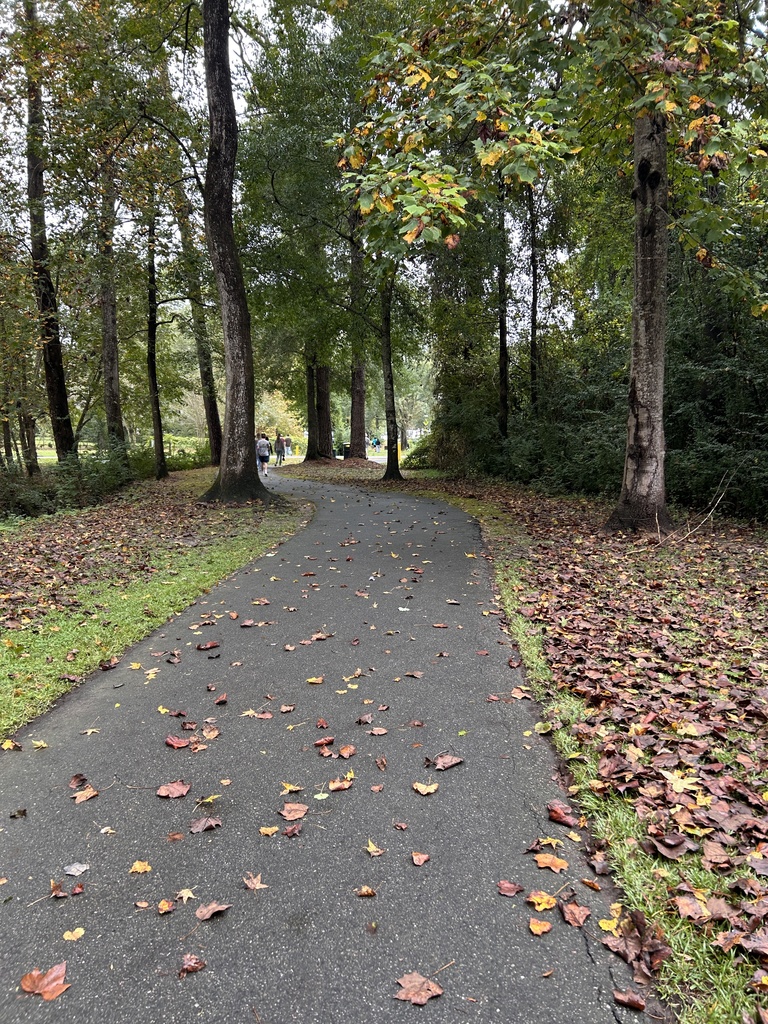 trail with leaves