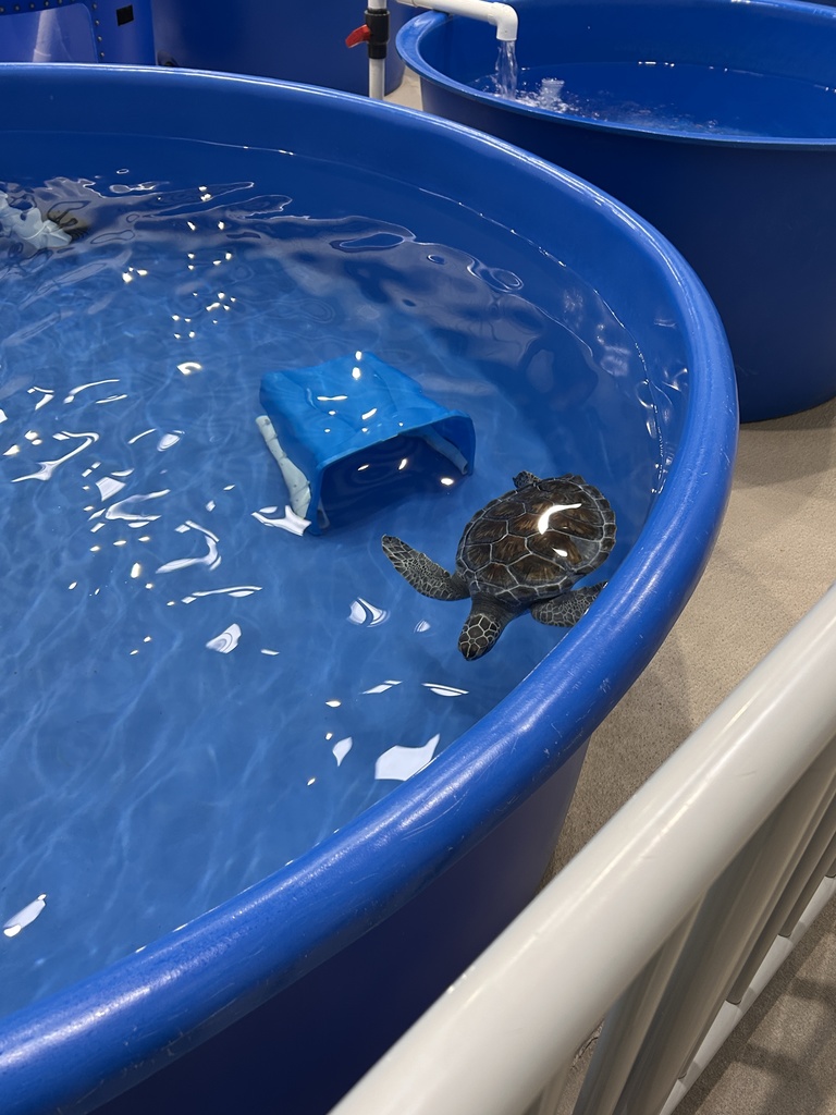 sea turtle