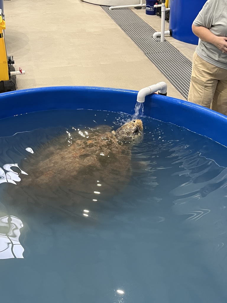 sea turtle