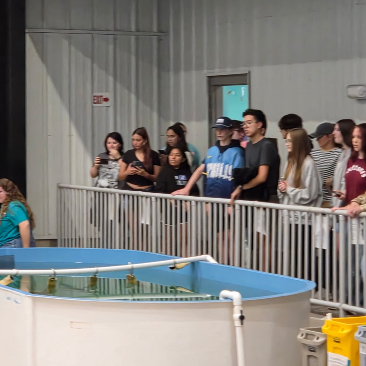 sea turtle hospital visit