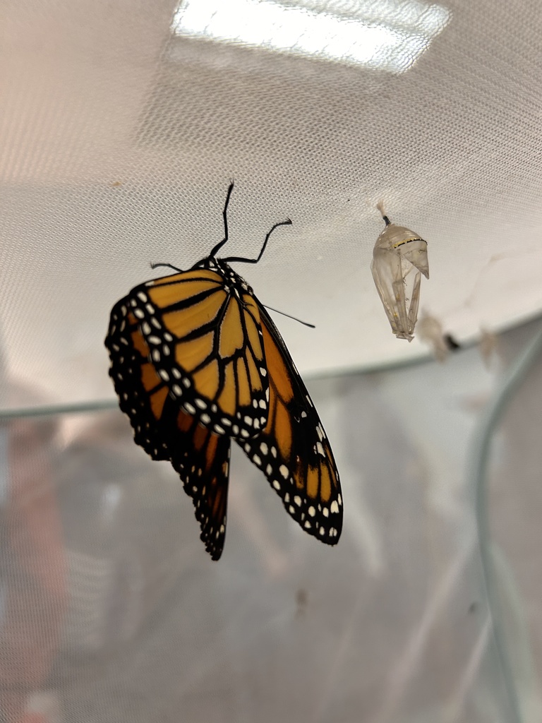 a monarch butterfly and its chrysalis
