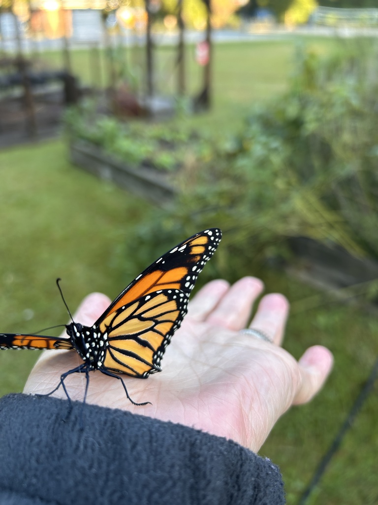 a monarch butterfly