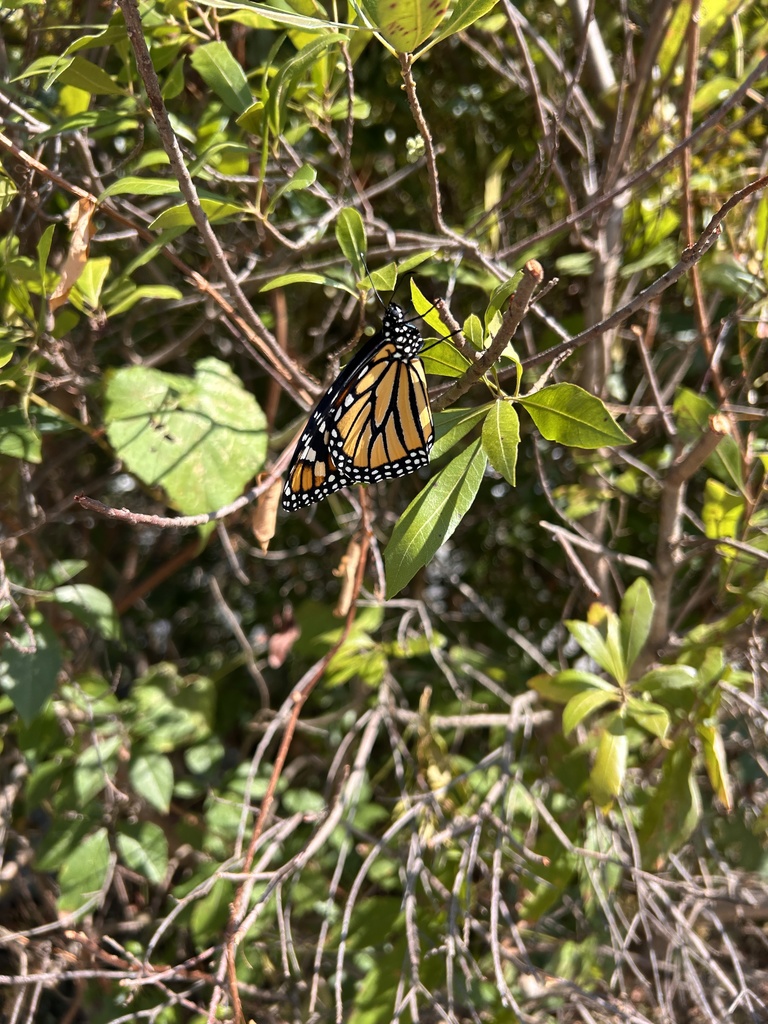A monarch butterfly dries its wings on a plant. 