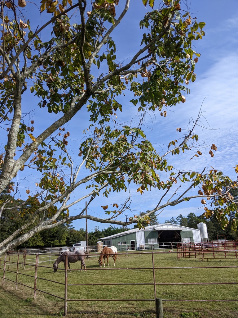 PECHS Students at  Horton's Rehab Ranch