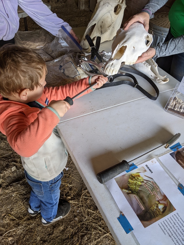 PECHS Students at  Horton's Rehab Ranch