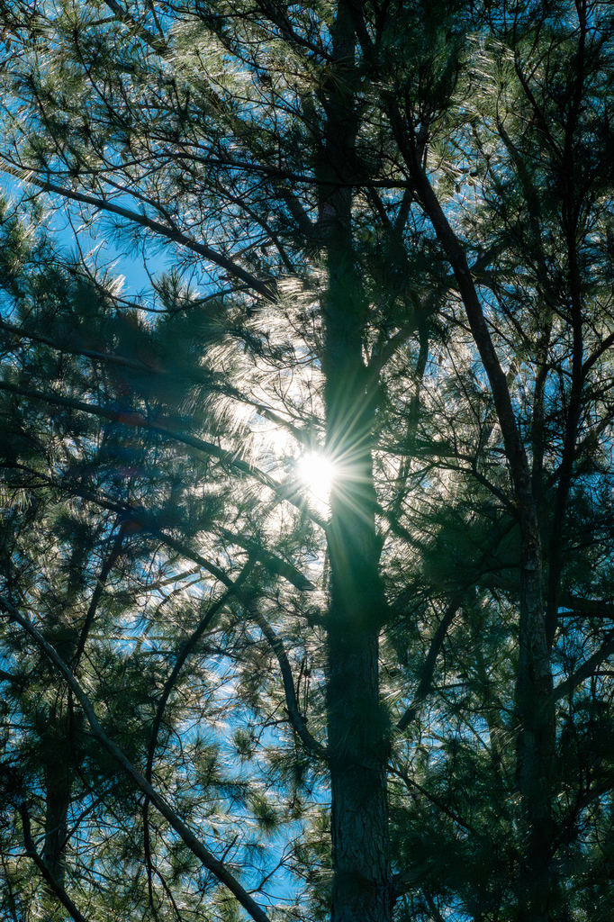 sunshine through a pine tree