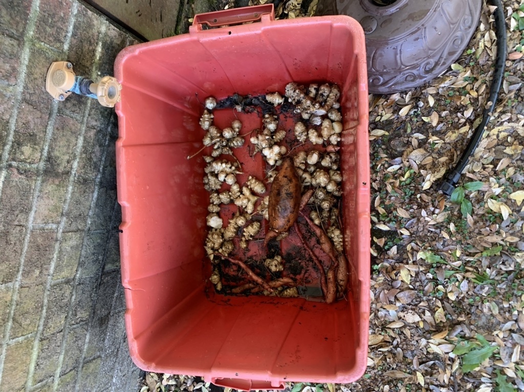 Washed Jerusalem artichokes and sweet potatoes in a red bucket