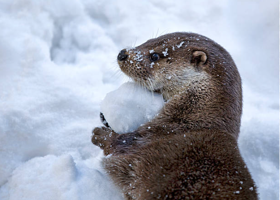 snow otter