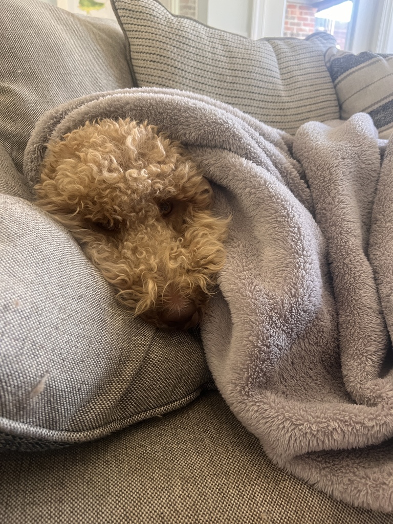 Frank on couch with blanket