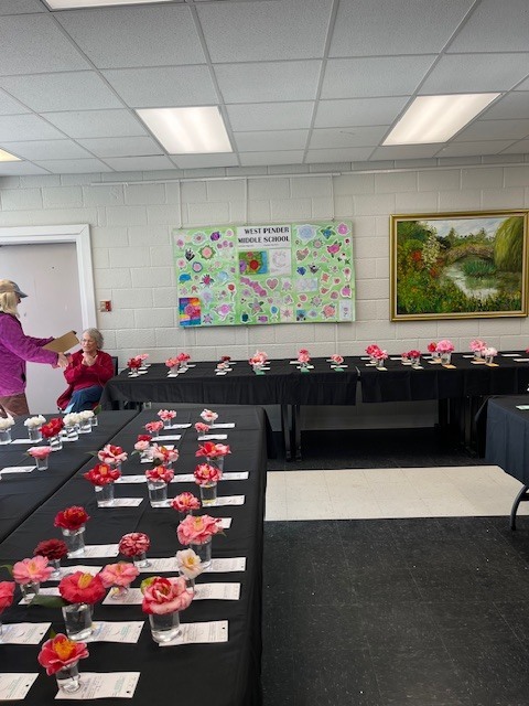 Camellias were on display at the Arboretum in Wilmington