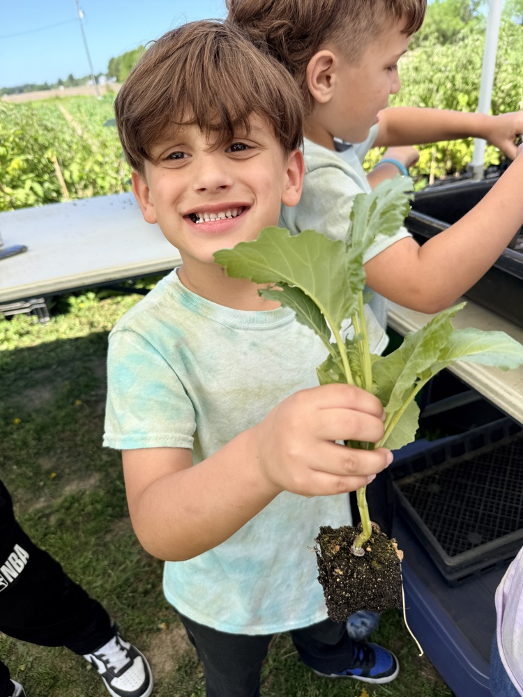 collard