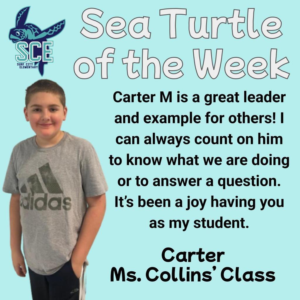 sea turtle of the week announcement