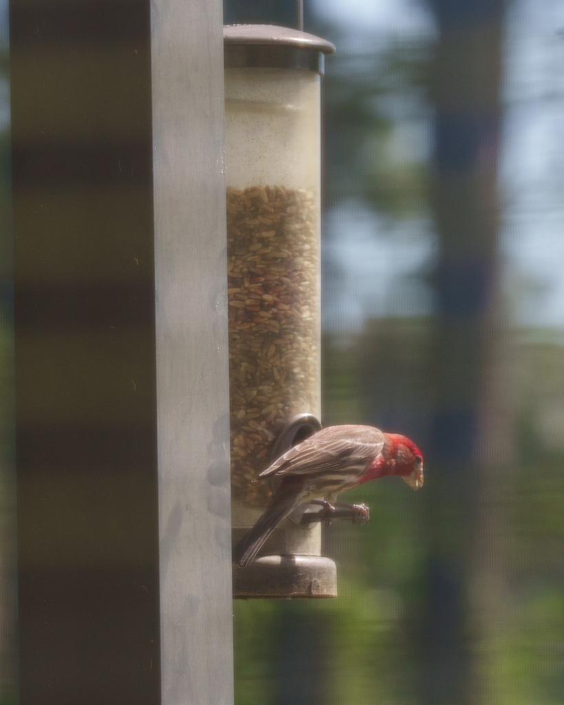bird at my birdfeeder