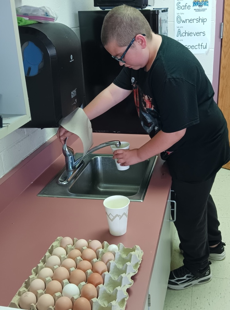 eggs